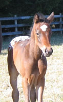 early 2008
